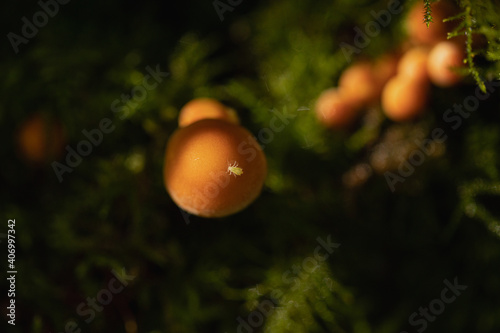 Mushrooms in the forest