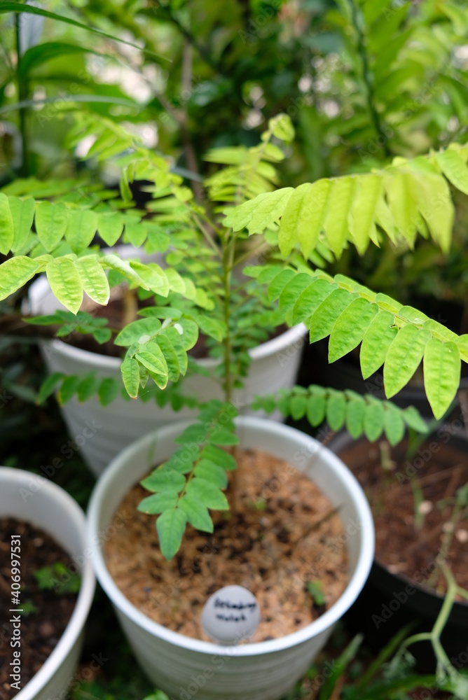 Growing averrhoa bilimbi or belimbing wuluh in the garden. Growing averrhoa bilimbi or belimbing wuluh in the garden.