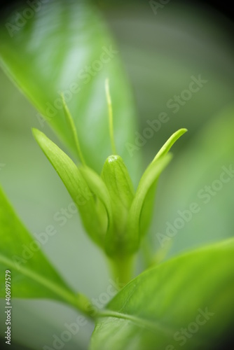 Closeup photo of Gardenia jasminoides flower petal in the garden.
