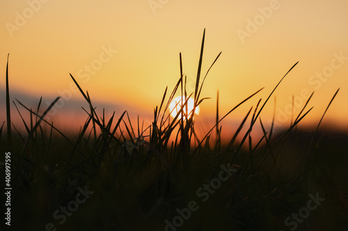 Grass at Sunset
