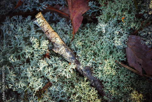 Close-up of lichens and moss with leaves and a branch on the forest floor