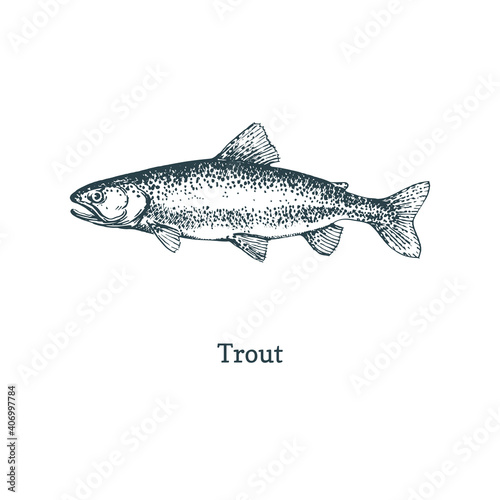 Trout illustration. Fish graphic sketch in vector.