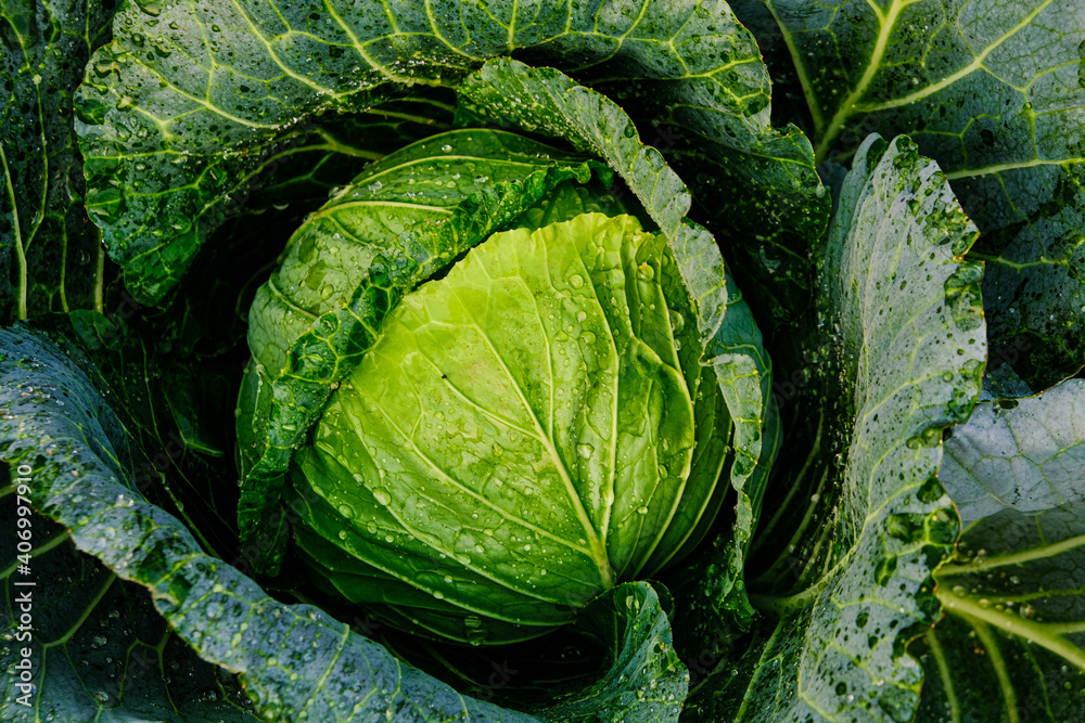 Obraz premium Head of green cabbage in organic home farm