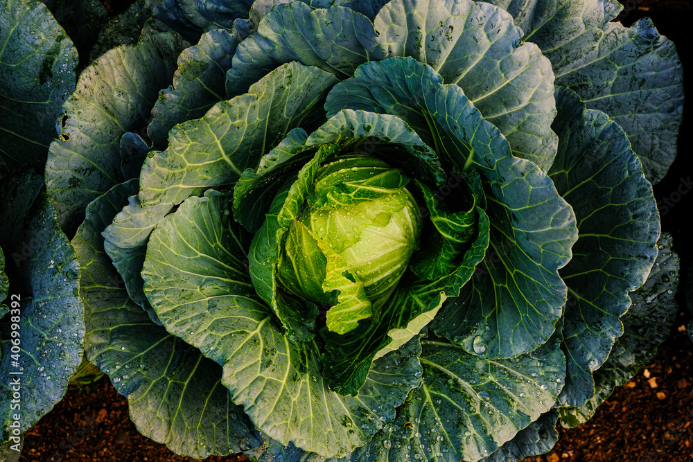 Head of green cabbage in organic home farm Head of green cabbage in organic home farm