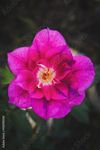 close up of a pink flower