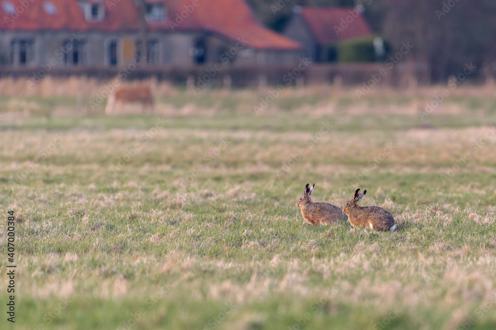 Two european hares (lepus europaeus) sitting together on farmland with houses in the background Two european hares (lepus europaeus) sitting together on farmland with houses in the background