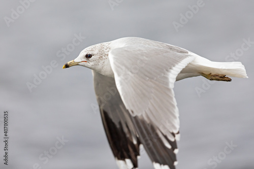A common gull (Larus canus) in flight at a lake in the city of Berlin