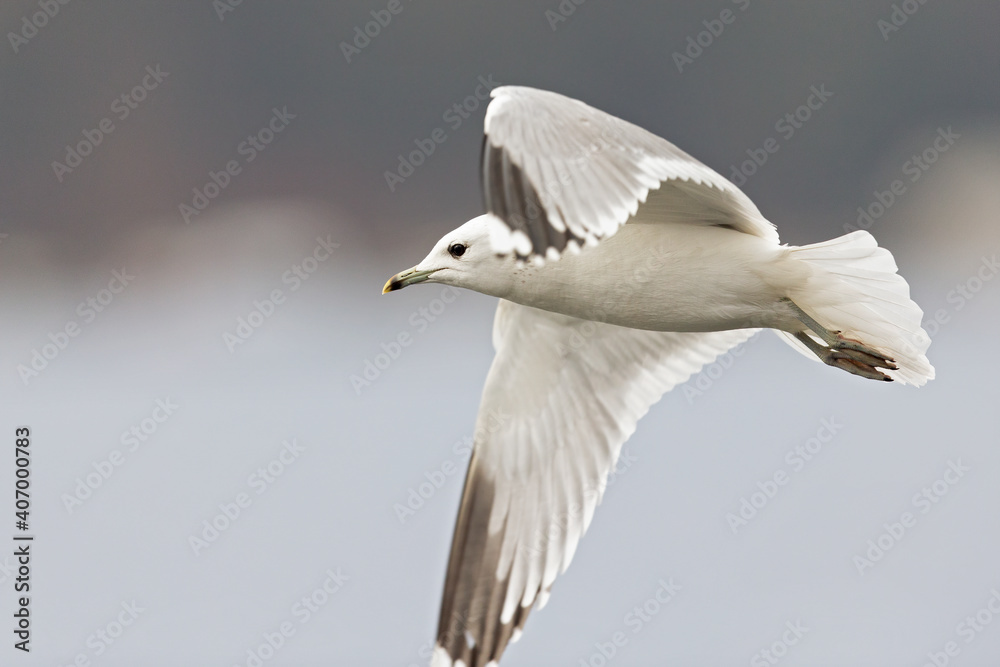 A common gull (Larus canus) in flight at a lake in the city of Berlin A common gull (Larus canus) in flight at a lake in the city of Berlin