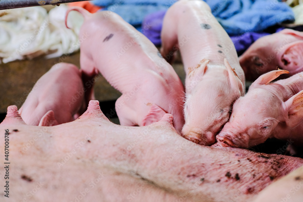 Piglet group with pig in rural traditional farm Piglet group with pig in rural traditional farm