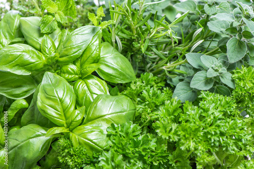 Fresh mediterranean herbs leaves Basil, marjoram, parsley, rosemary