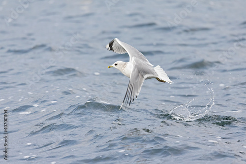 A common gull (Larus canus) taking off from a lake in the city of Berlin