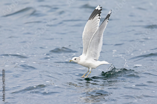 A common gull (Larus canus) taking off from a lake in the city of Berlin
