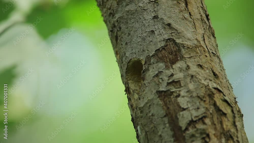 The Syrian woodpecker (Dendrocopos syriacus) on the nest The Syrian woodpecker (Dendrocopos syriacus) on the nest