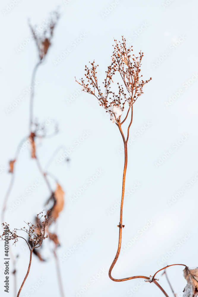 Dry herbs with flowers in a snowdrift, close up