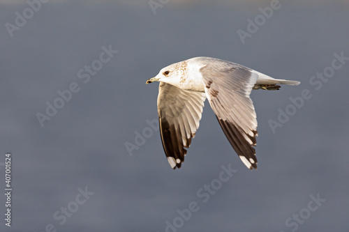 A common gull (Larus canus) in flight at a lake in the city of Berlin