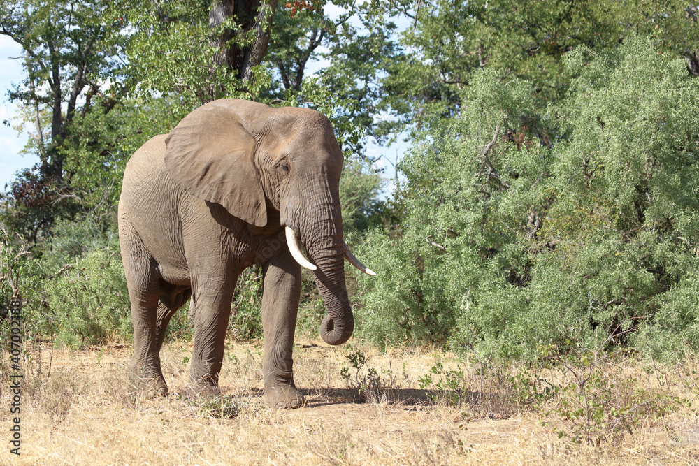 Afrikanischer Elefant / African elephant / Loxodonta africana