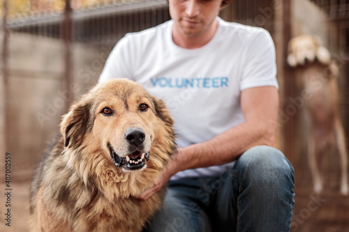 Fotografía Crop volunteer stroking happy stray dog