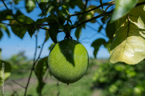 un fruto de Maracuyá sobre su rama en medio de un cultivo en la llanura Colombiana. Maracuyás.