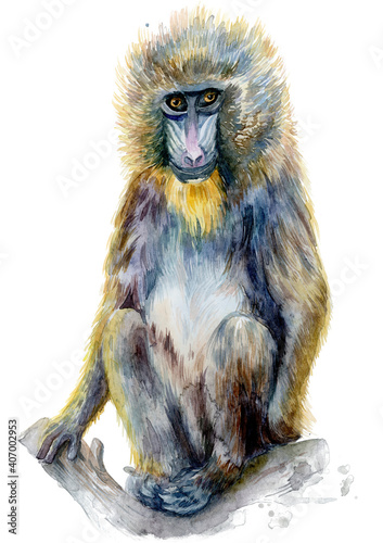 Photography Watercolor monkey isolated on a white background