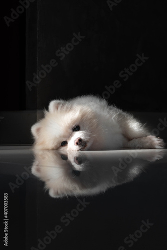 Little white Pomeranian spitz-dog puppy isolated and laying on the floor looking streight .