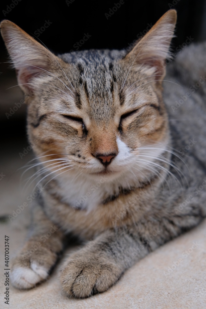 Close-up photo of homeless cat.