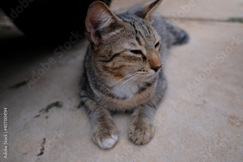 Close-up photo of homeless cat.