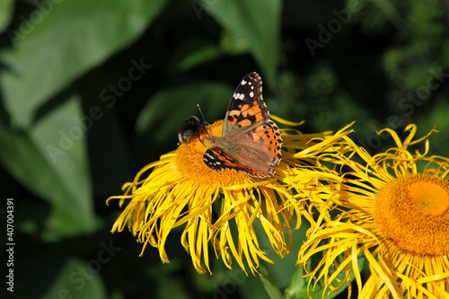 Beautiful yellow blooming flower, (real Alant, Inula helenium)
is visited by a butterfly, (Painted lady) photo