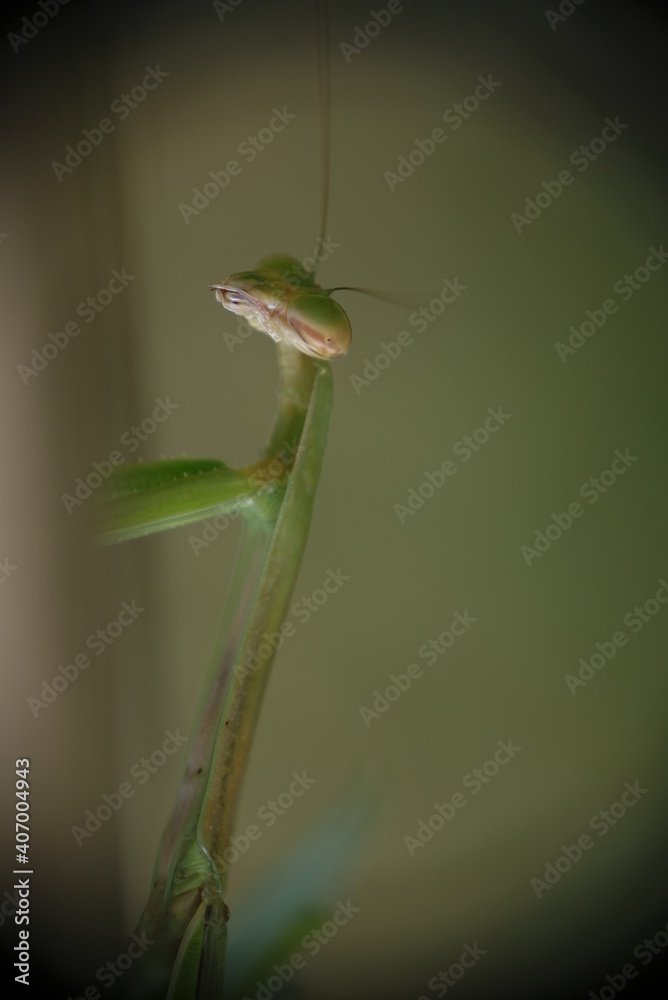 Fototapeta premium Close-up of praying mantis in the garden.