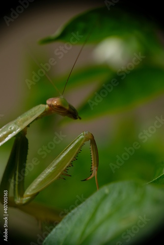 Close-up of praying mantis in the garden.