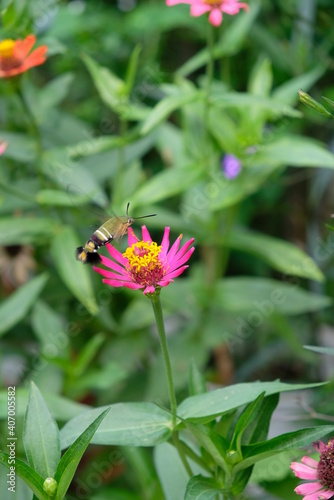 Cephonodes Hylas hovering over zinnia flowers photo