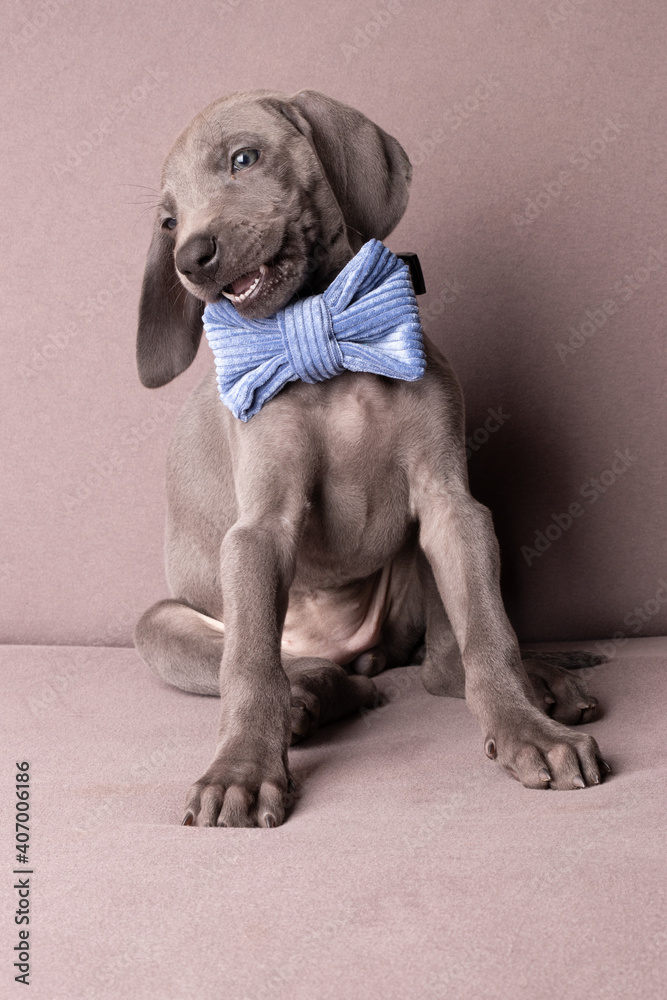 Weimaraner Welpen mit einer Fliege im Studio Weimaraner Welpen mit einer Fliege im Studio