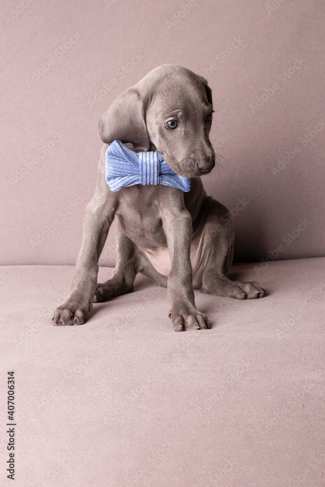 Weimaraner Welpen mit einer Fliege im Studio Weimaraner Welpen mit einer Fliege im Studio