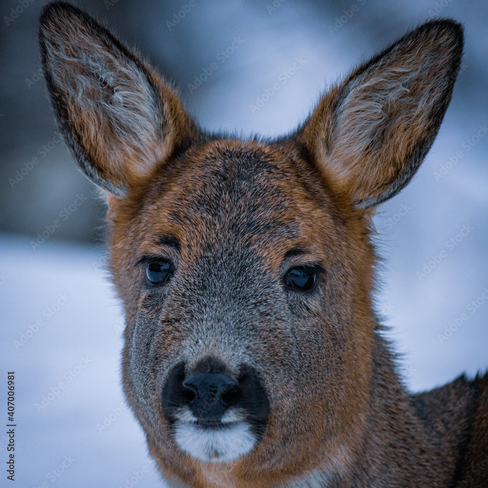 Fototapeta premium Wild deer in Norway