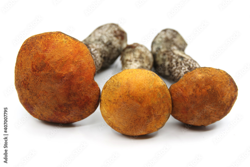 Orange Birch Bolete isolate on a white background. Three whole edible mushroom on white background. Leccinum mushrooms. Closeup Orange Birch Bolete isolate on a white background. Three whole edible mushroom on white background. Leccinum mushrooms. Closeup
