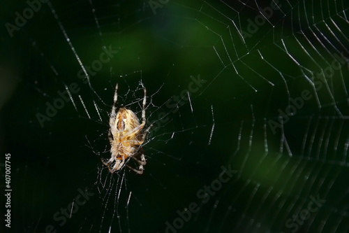 A spider on a spiral web in a dark wilderness. Spider on a dark green background.