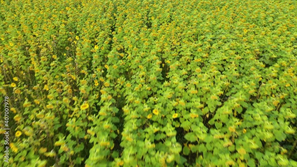 Summer landscape with big yellow farm field with sunflowers. Agriculture field with blooming sunflowers. Summer landscape with big yellow farm field with sunflowers. Agriculture field with blooming sunflowers.