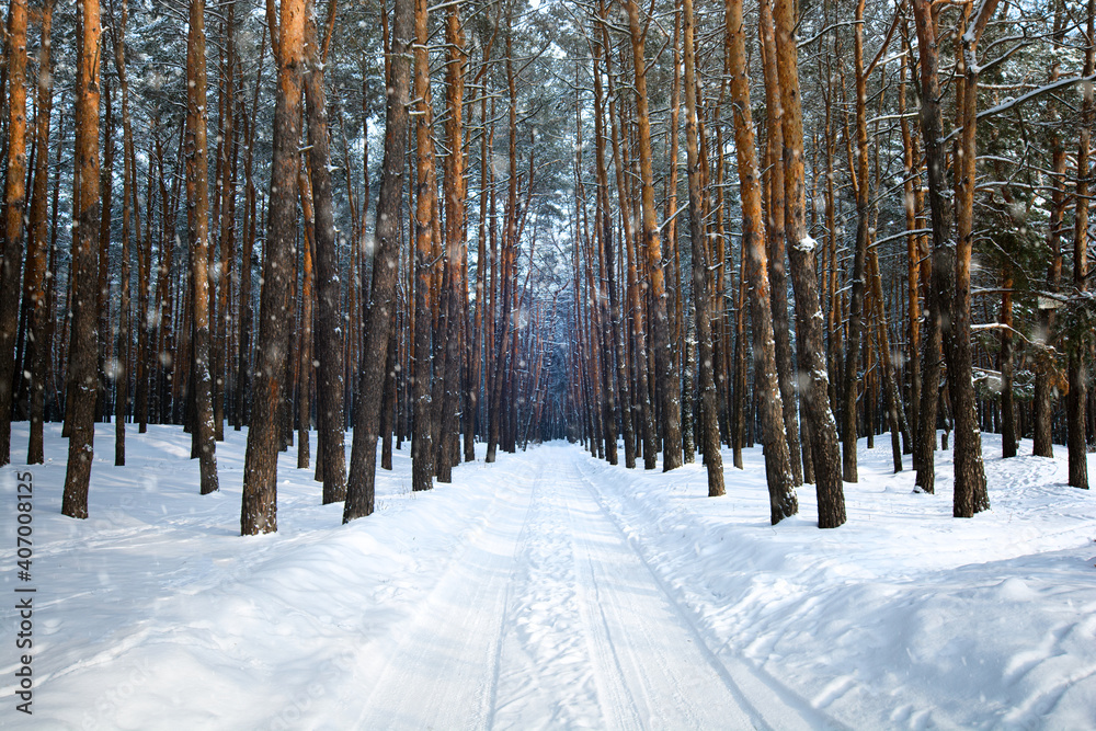 Winter country road through the pine forest. Cold winter weather. Fresh frosty air outdoors.