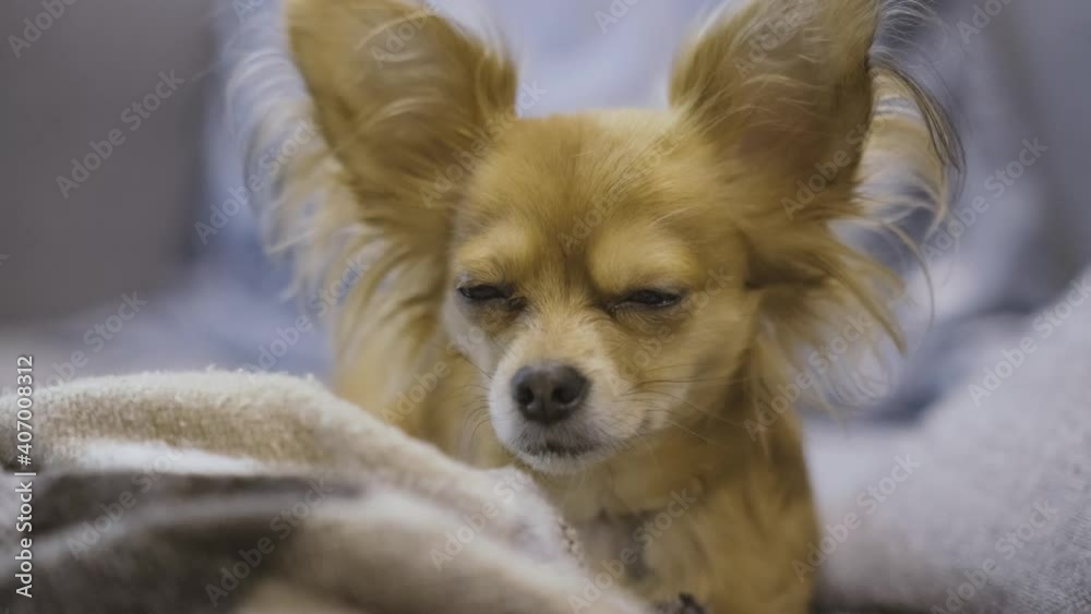 Portrait of Adorable funny longhair chihuaha dog on plaid Portrait of Adorable funny longhair chihuaha dog on plaid