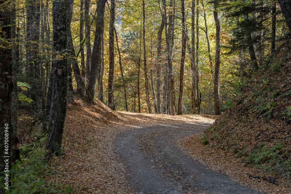 Fototapeta premium Narrow Dirt Road Disappears To Right