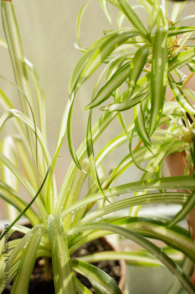 Obraz premium Blurred image of chlorophytum on a windowsill on a sunny day.