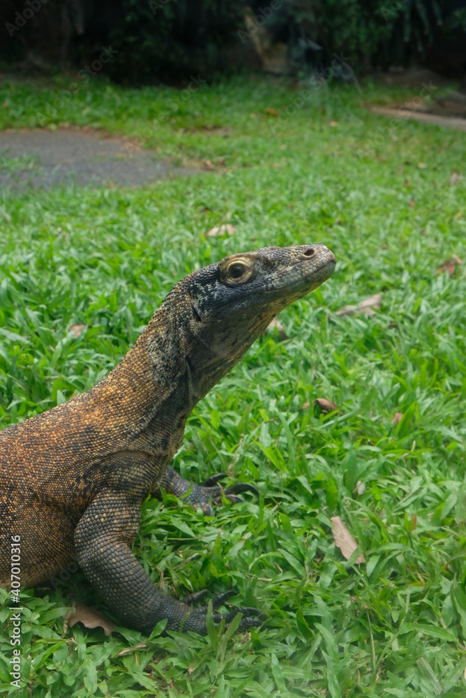 Komodo dragon (Varanus komodoensis) also known as the Komodo monitor Komodo dragon (Varanus komodoensis) also known as the Komodo monitor