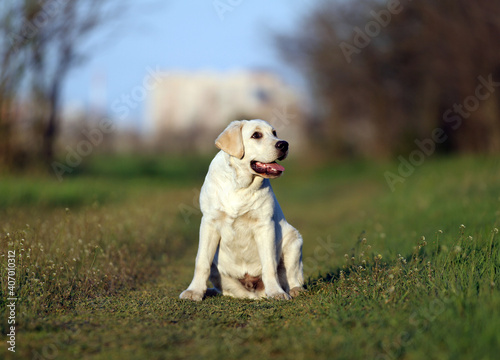 the yellow labrador in the park