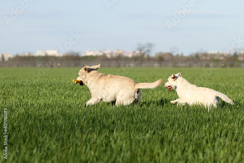 two nice sweet yellow labradors in the park