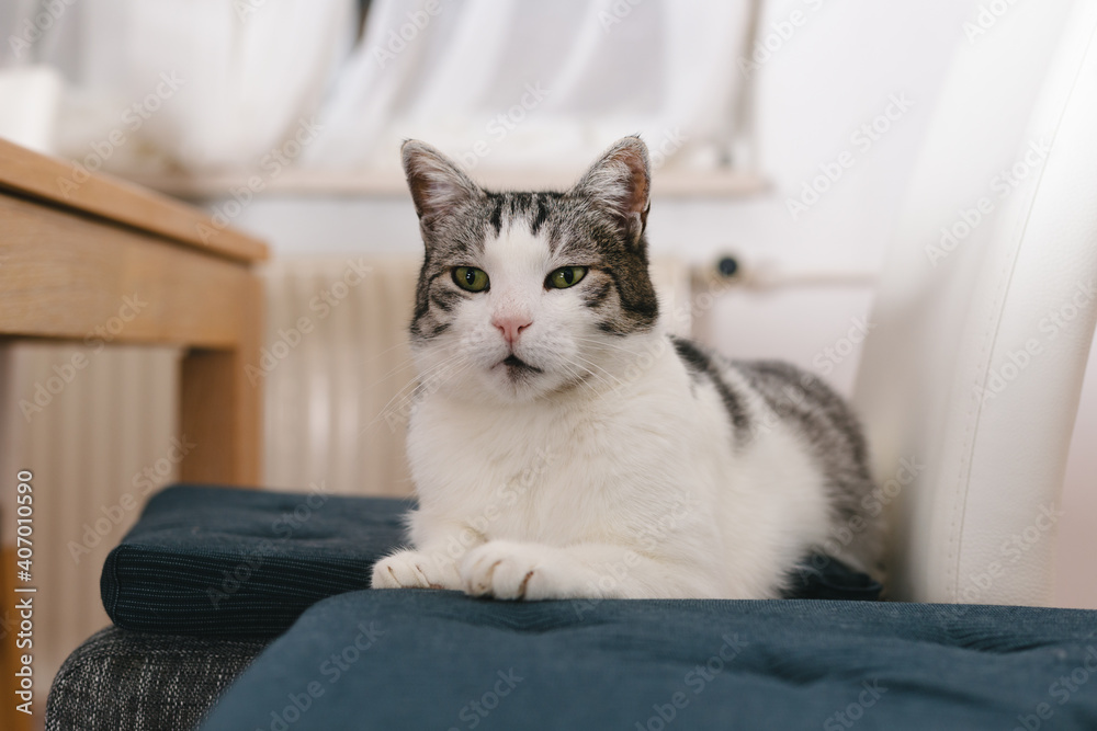 Beautiful domestic cat resting on chair and curiosly looking at something