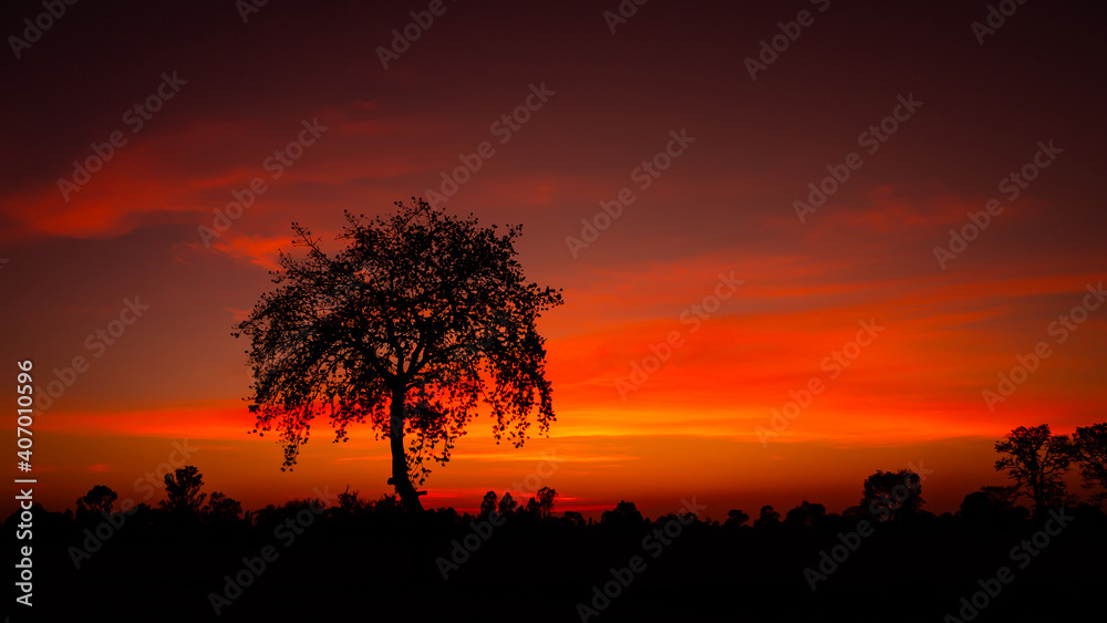 Tree silhouetted against a setting sun.Dark tree on open field dramatic sunrise.amazing sunset and sunrise.