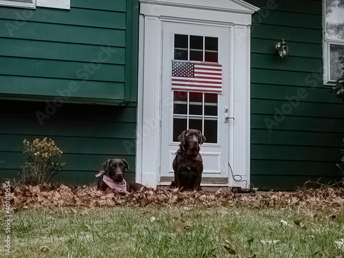 Two labs sitting in front of house with American flag on door
