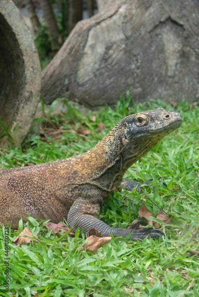 Komodo dragon (Varanus komodoensis) also known as the Komodo monitor Komodo dragon (Varanus komodoensis) also known as the Komodo monitor