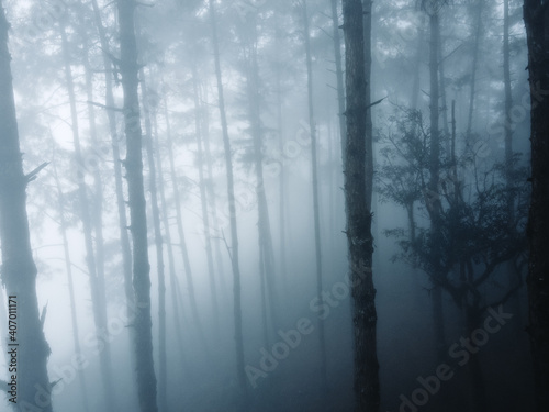 Fog in the forest in winter In nature alone © artrachen