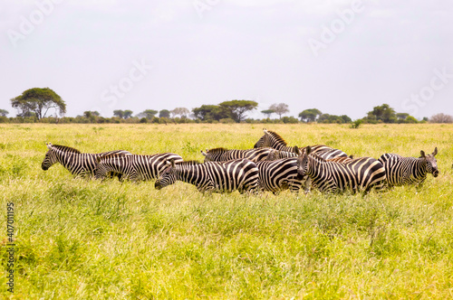 A herd of zebras standing on the savannah field with