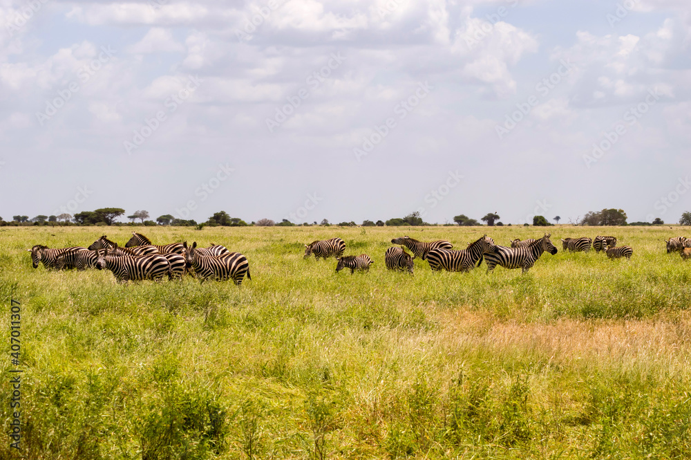 A herd of zebras standing on the savannah field with